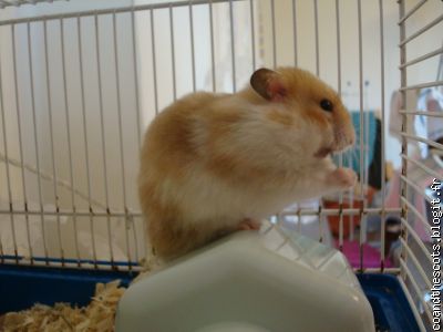 Gros Hamster Russe bouffant sa cage n2