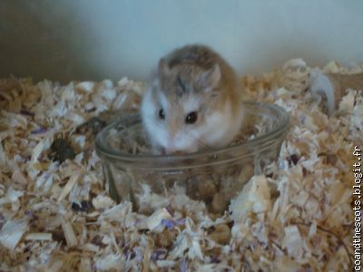 Mini Hamster hystérique n1