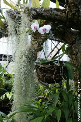 Les Orchidés - pour Maman