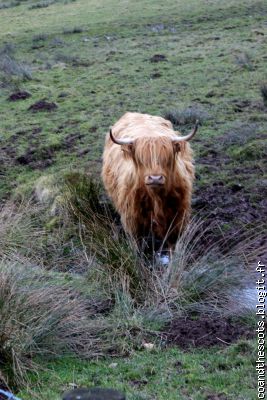 Une vache écossaise!