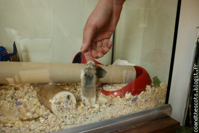 Le hamster totalement fou de la maison!